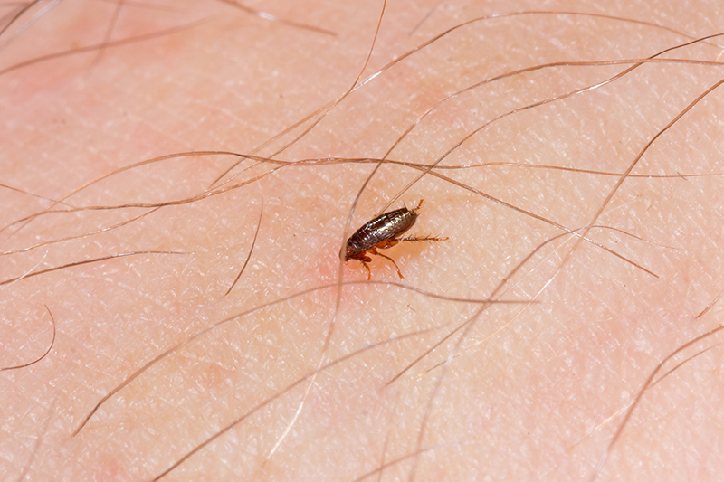 Flea Pest Control in Brent Greater London