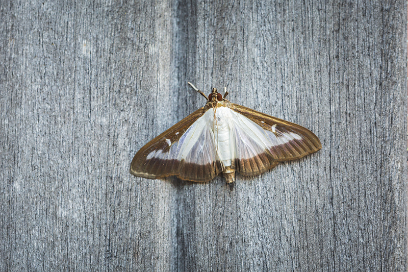 Moth Pest Control in Brent Greater London